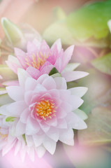 Beautiful Lotus with Soft Focus Color Filter
