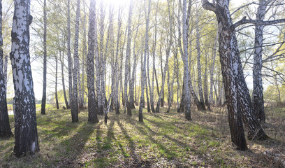 spring birch forest