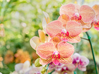 beautiful fresh vanda orchid flowers