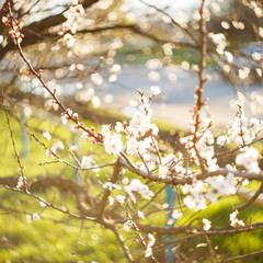 Branches and twigs of blooming tree in spring