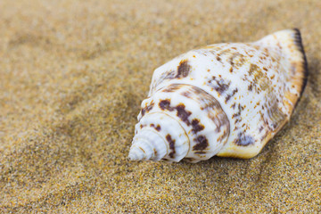 seashells on sand beach