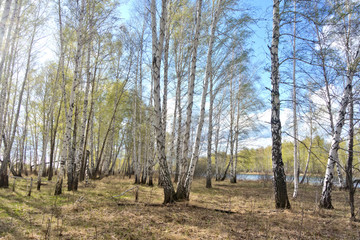 spring birch forest