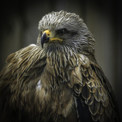 Black kite