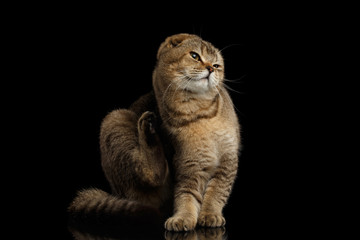 Scottish fold Cat Sitting on Mirror and scratching behind his ear Isolated on Black Background