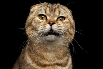 Close-up Portrait of Weird drank Scottish fold Cat Isolated on Black Background