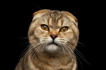 Closeup Portrait of Angry Scottish fold Cat with cunning eyes looks questioningly Isolated on Black Background