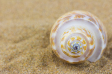 seashells on sand beach