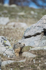 Marmotta