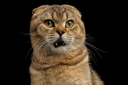 Closeup Portrait of Surprised Scottish fold Cat with Opened Mouth looks questioningly Isolated on Black Background