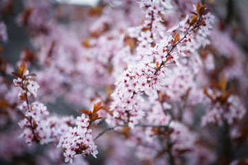 Blossoming branch with with flowers of Prunus cerasifera