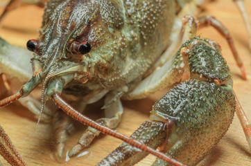 large crayfish close