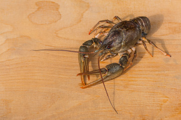 large crayfish close