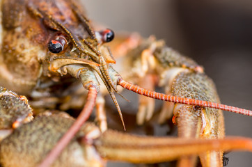 large crayfish close