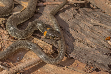 Grass snake close
