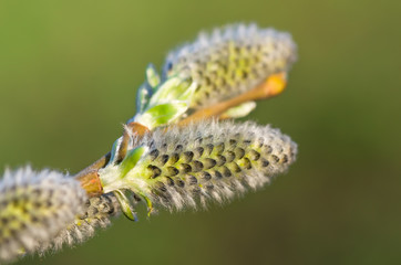  flowers branch  willow