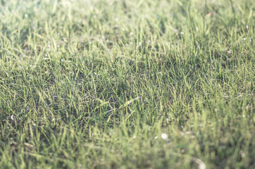 green grass natural background 