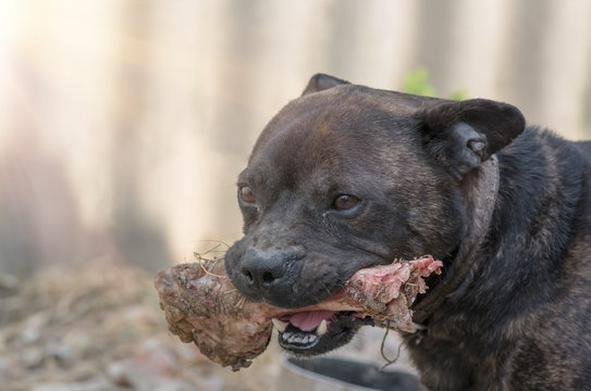 Dog Holding A Bone