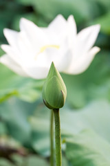 White lotus flower