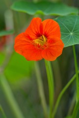 Fototapeta premium Blüte der Großen Kapuzinerkresse / The largeNasturtium flower