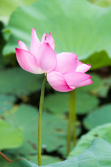 Obraz premium Pink Lotus flower and Lotus flower plants