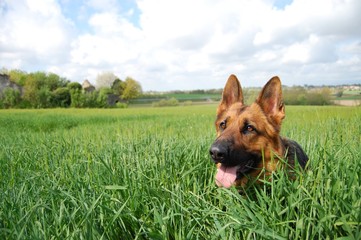 Cane pastore tedesco nei prati, in mezzo alla natura