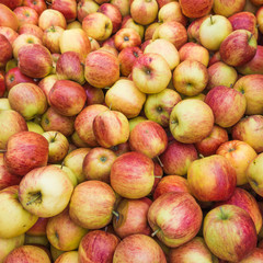 fresh red and yellow apples.  Group of apples