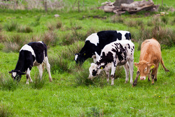 Herd of cows.  Cows on the field