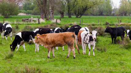 Herd of cows.  Cows on the field