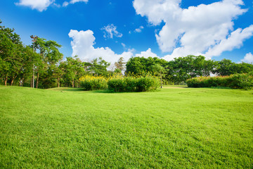 Green lawn with blue sky in park - Powered by Adobe