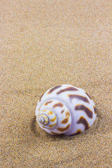 seashells on sand beach
