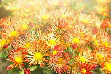 Obraz premium Beautiful flowers on meadow with sunlight
