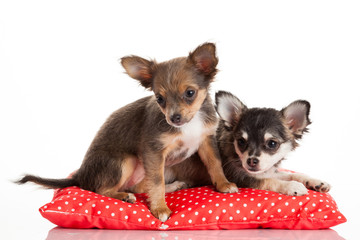 Two Chihuahua Puppy