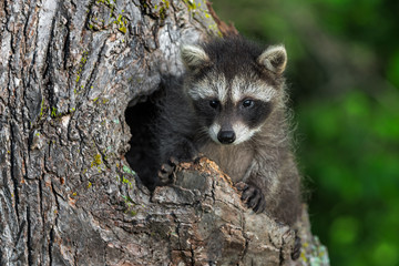 Young Raccoon (Procyon lotor) Sits Up in Knothole © geoffkuchera