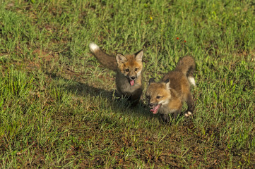 Red Fox Kits (Vulpes vulpes) Run Wildly