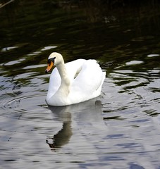 Naklejka premium Mute Swan reflections