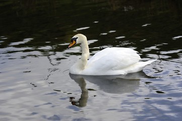 Mute Swan reflections