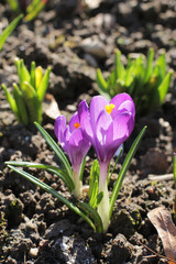 first spring flower Crocus, violet color