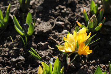 yellow crocus against the soil