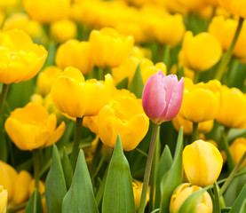 One pink tulip standing out from many yellow ones. Individuality concept