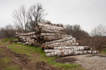 The birch firewood