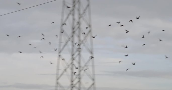 Pigeons flying in the skies over Los Angeles, California.  Power cables, city buildings and mountains in background.  Early morning. Originally recorded in 4K DCI at 60fps.