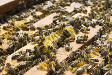 Bees on honeycomb framework, honeycombs insects