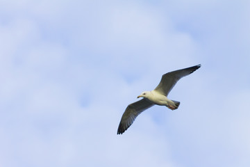 Seagull, cormorant flies and seeks out prey