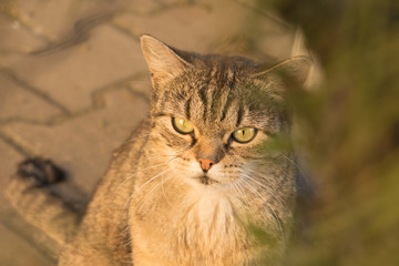 Fototapeta premium cute tabby cat, domestic pet