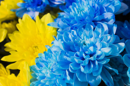 Bouquet Of Colorful Flowers Closeup, Yellow And Blue