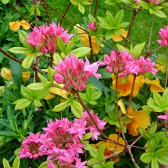 Pink azalea and orange pansies