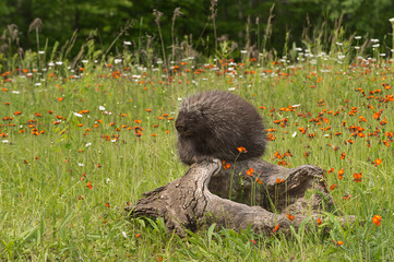 Porcupine (Erethizon dorsatum) Snoozes Atop Log