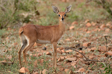Naklejka na ściany i meble Steenbok watching attentively the source of the disturbance before bounding off into the bush