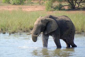 African Elephant bull drinking and showering himself with water at a remote waterhole