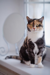 Fototapeta premium The Cat at a window near a mirror.